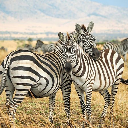 Lake Natron Maasai Giraffe Eco Lodge And Camping Mtowabaga Exterior foto