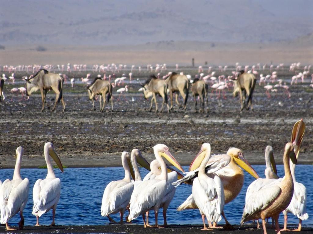 Lake Natron Maasai Giraffe Eco Lodge And Camping Mtowabaga Exterior foto