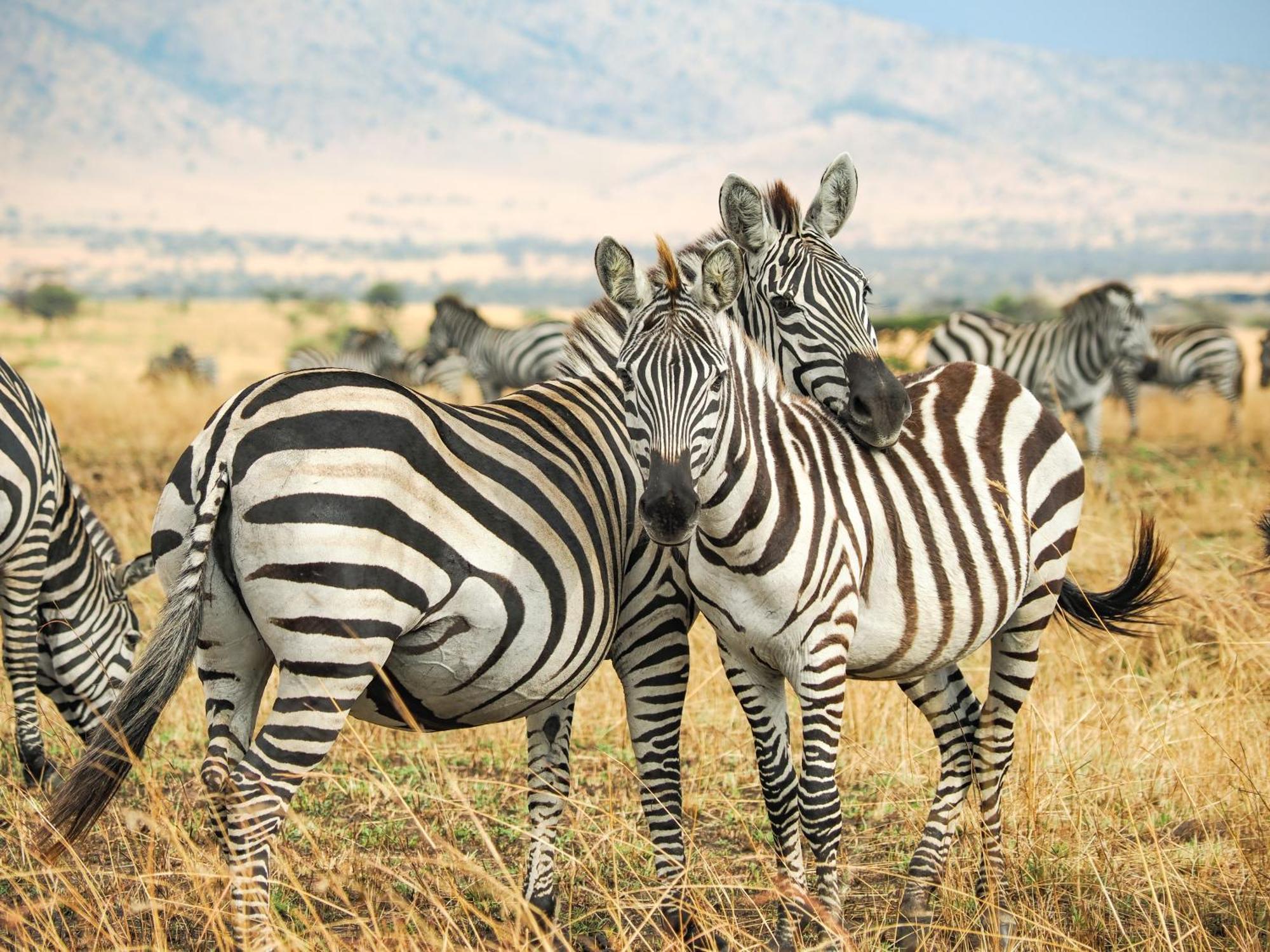 Lake Natron Maasai Giraffe Eco Lodge And Camping Mtowabaga Exterior foto